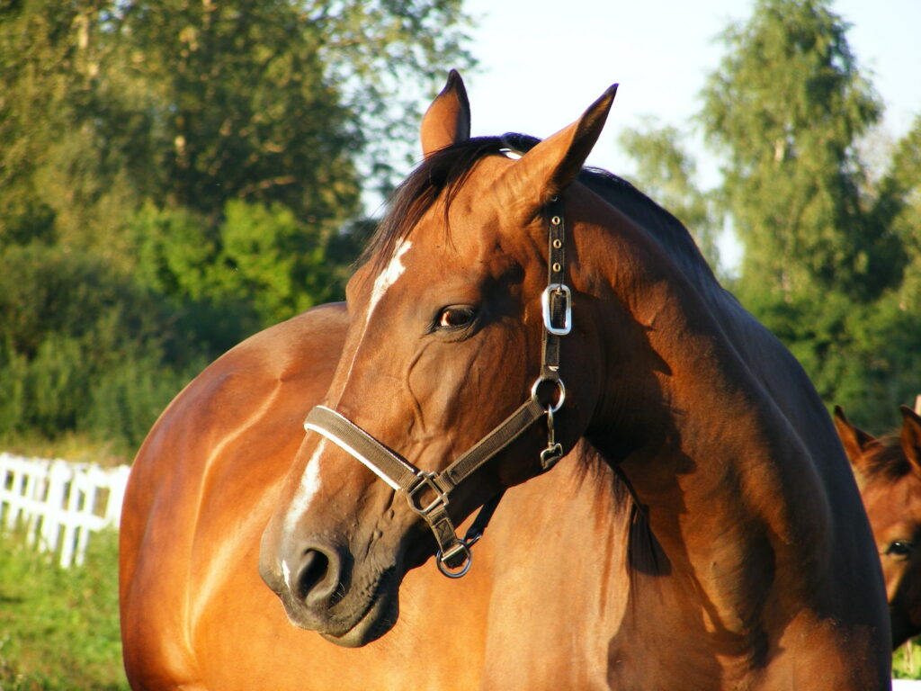 Horse displaying pain behavior. 
