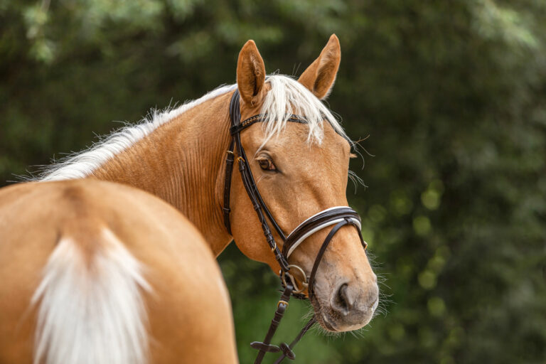 Head portrait of a bridled dressage horse