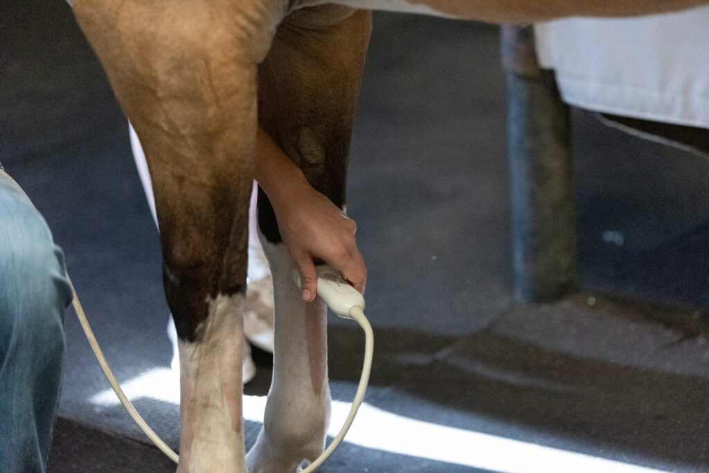 Veterinarian ultrasounding a horse's leg as an alternative to cross-sectional imaging.
