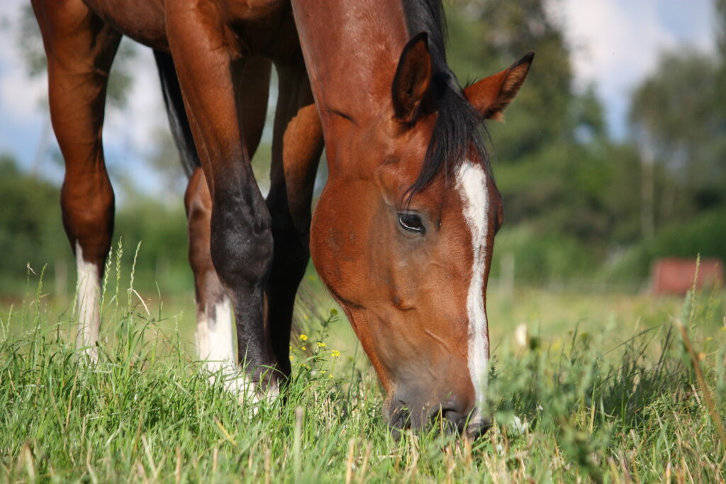 Horse grazing, an EGUS prevention strategy.