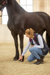 Veterinarian examining horse's foot