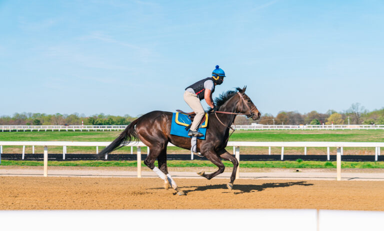 Jockey Breezing a Thoroughbred Race Horse for Exercise on a Sunny Day