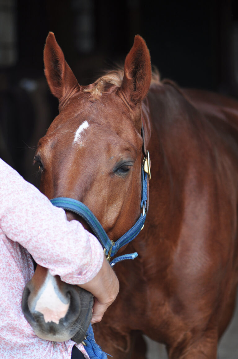 Sedated Horse