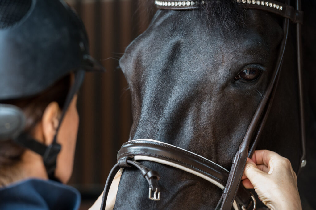 Close up image of a horse's noseband.