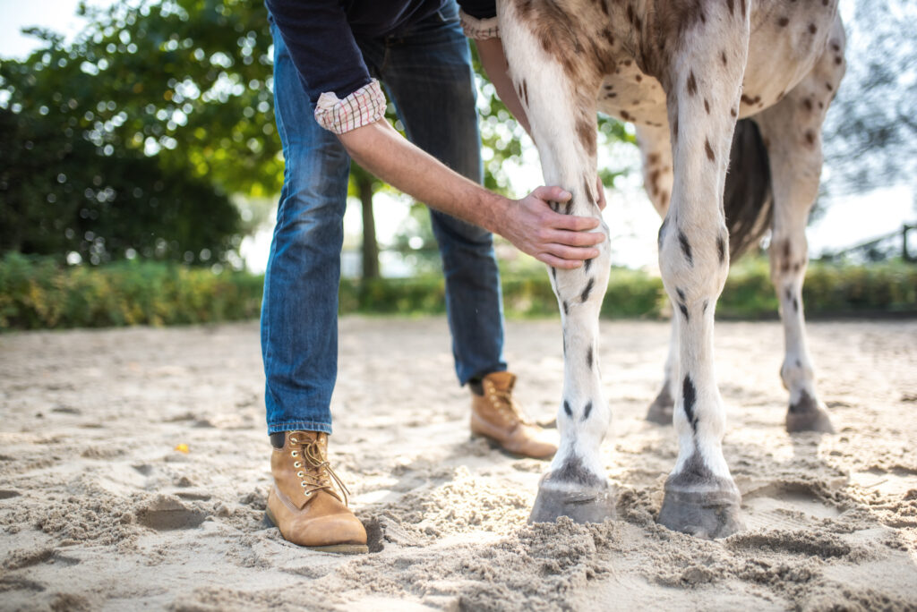 A veterinarian performing an equine physical examination.