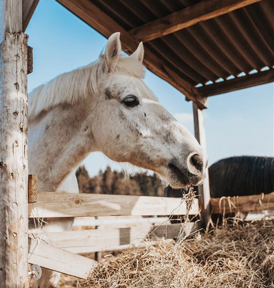 A senior horse eating hay.