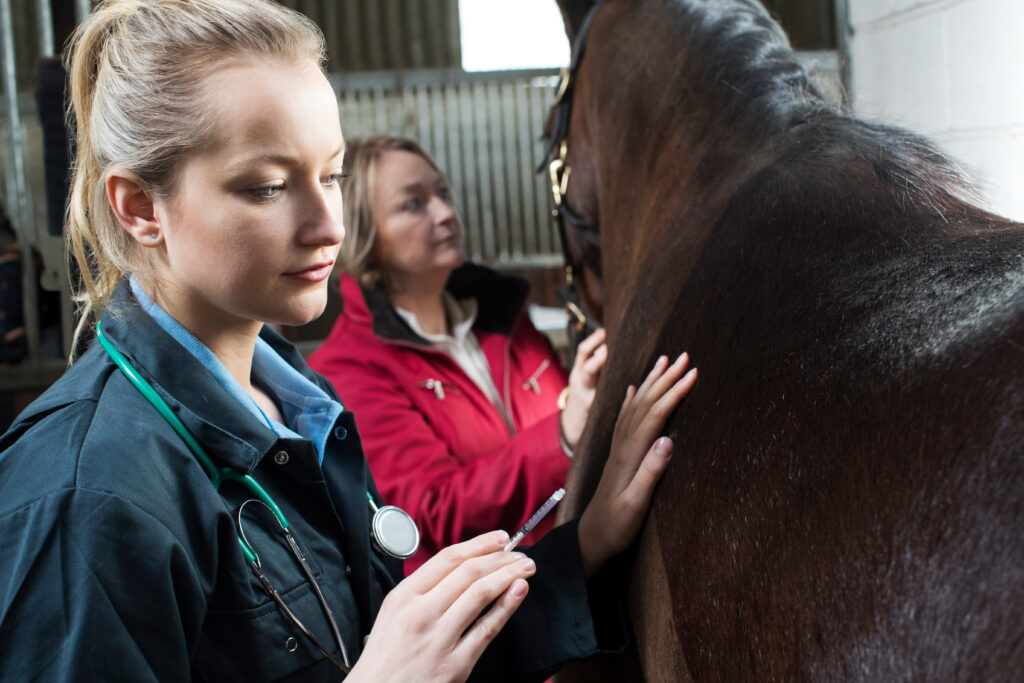 Equine veterinarian, equine midlevel practitioner