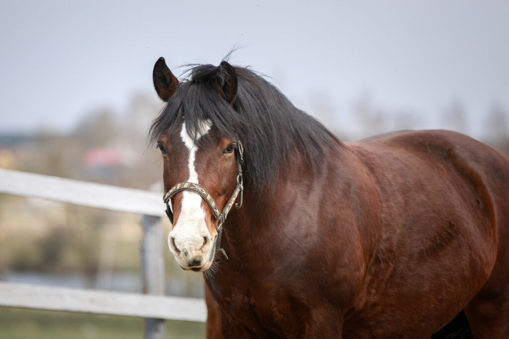 Fat horse with insulin dysregulation and/or PPID.