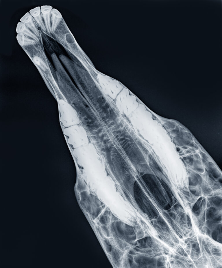 X-ray of the upper jaw or maxilla of a horse, dorso-ventral view in blue