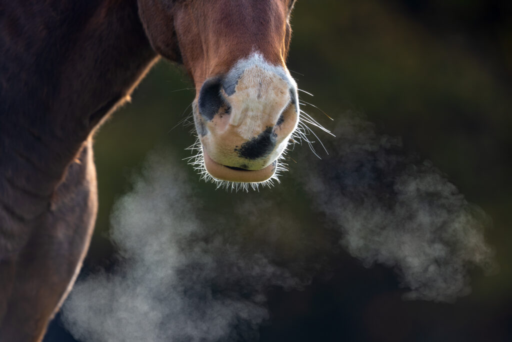 Horse breathing out its nostrils, illustrating equine asthma or EIPH