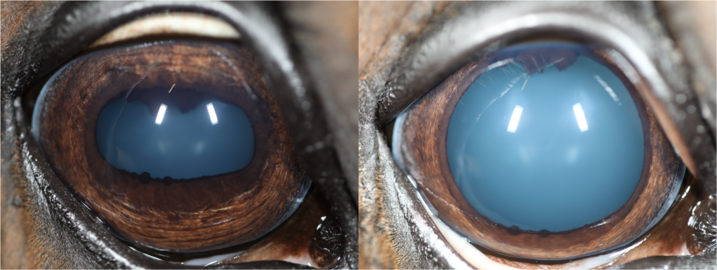 Equine pupil dilated for ophthalmic examination.