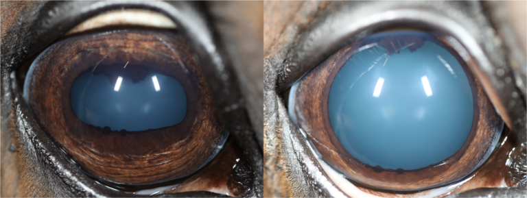 Prepurchase - pre and post dilation