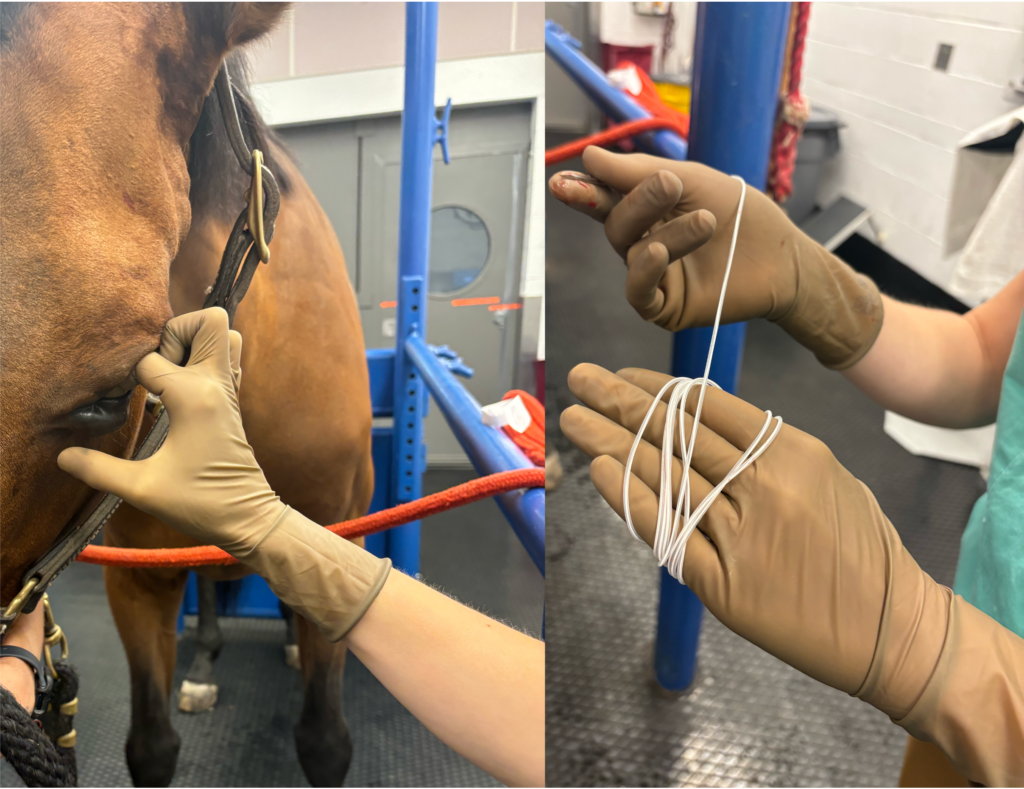 SPL system for horses