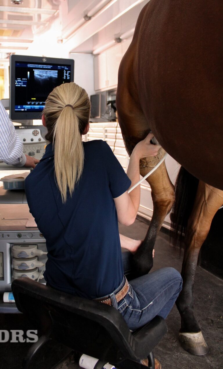 stifle ultrasound courtesy Johnson