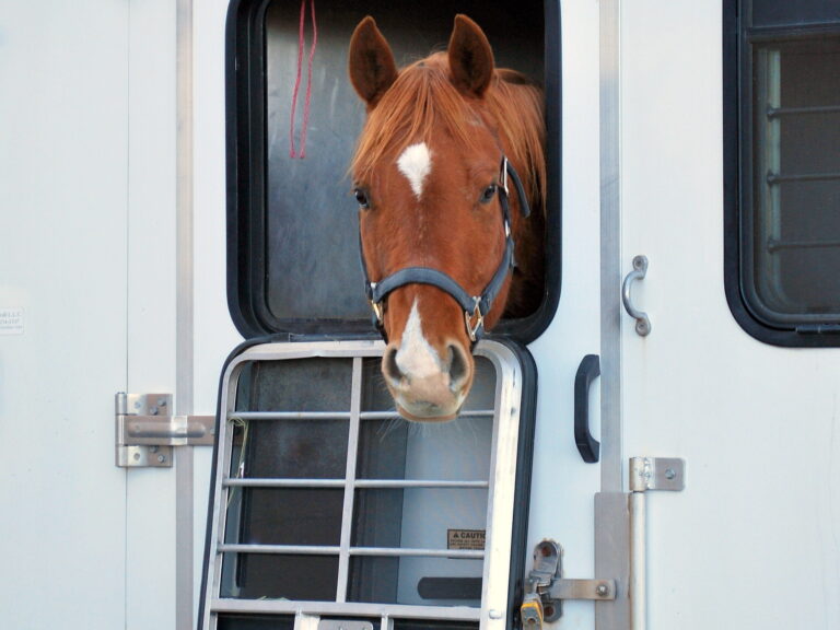 Horse portrait