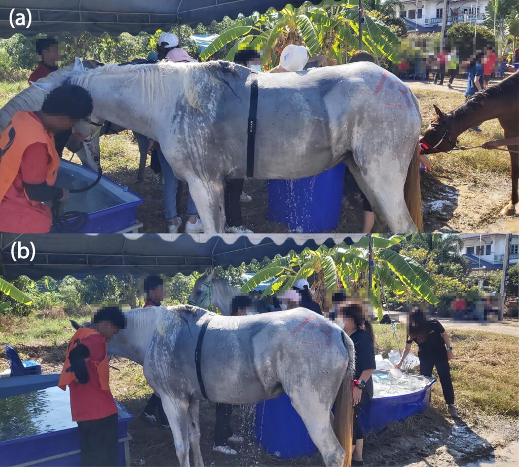 After the ride’s final phase, the horse is cooled using water while equipped with the heart rate monitoring device in the recovery area to prevent heat stress.