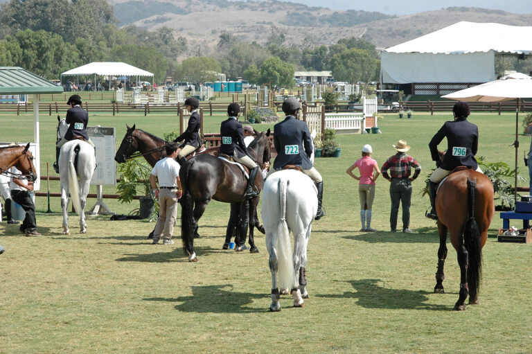 show horses waiting