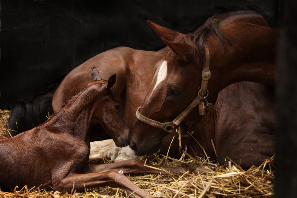 mare and foal, representing managing pregnant mares.