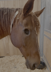 Enucleated horse, horse with eye removed.