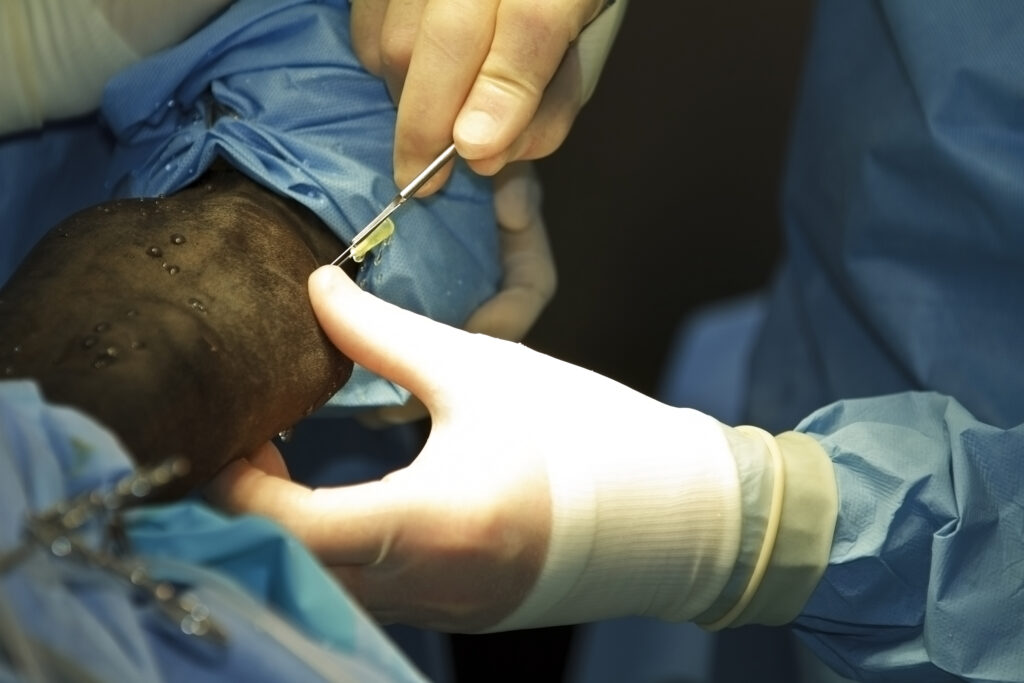 Surgery on horse, a common scenario in which antimicrobials would be administered at an equine hospital.
