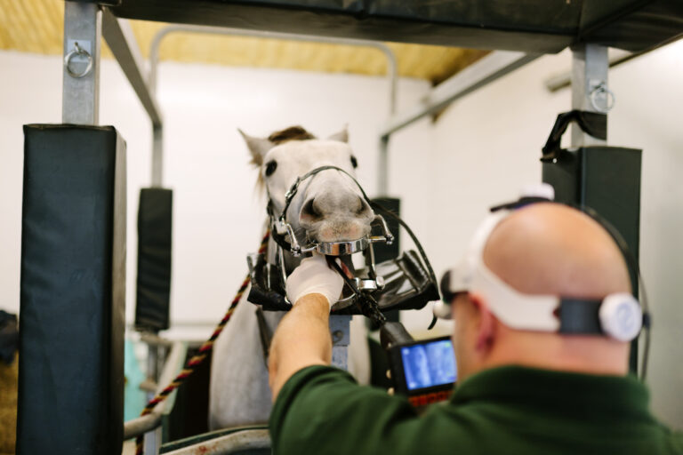 Equine dentistry