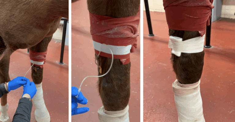 Regional Limb Perfusion Stewart