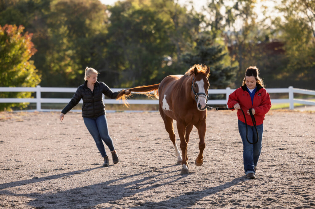 Veterinarian performing neurologic examination on a horse, testing for a noninfectious neurological disease