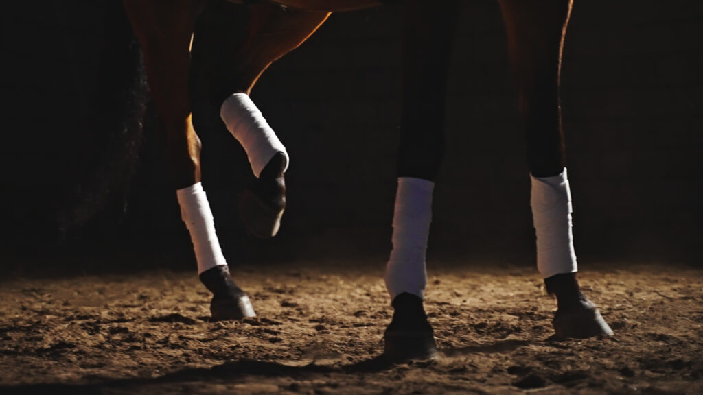 Horse lifting hind leg, illustrating equine shivers or stringhalt. 