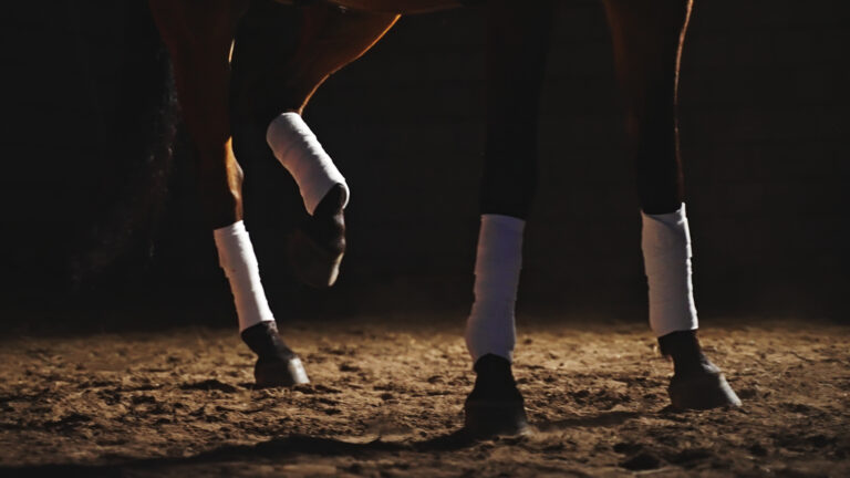 brown horse on the ground under artificial light where the focus is on all four legs of which the last is raised