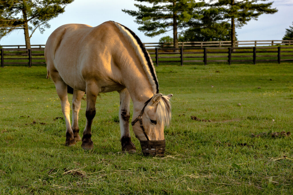 Horse with grazing muzzle, prevention method for endocrinopathic laminitis. 