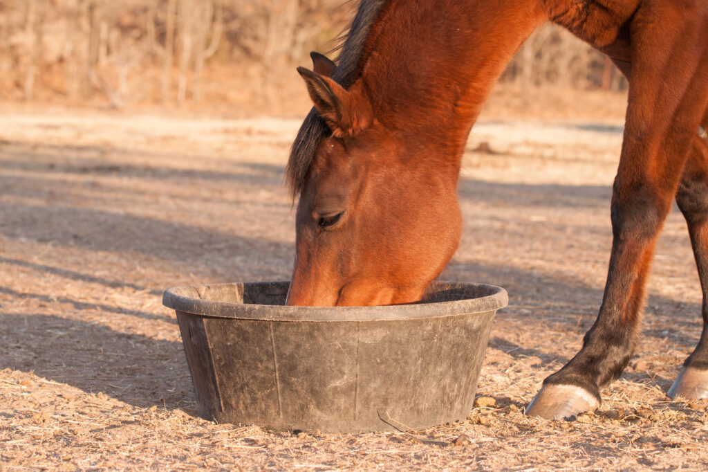 Horse eating from bucket, horse eating a commercial feed supplement for equine gastric ulcer syndrome