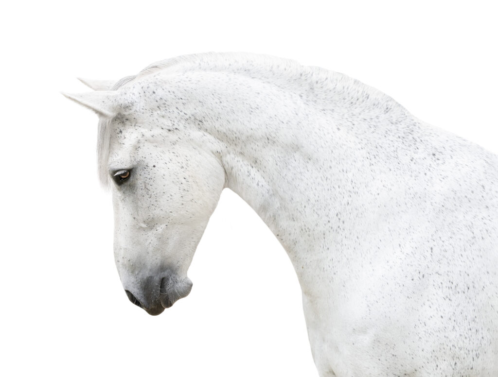 Horse's neck isolated, representing cervical nerve root compression. 