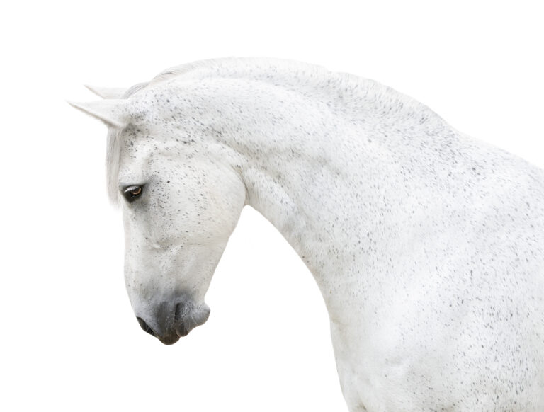white horse portrait arching neck isolated on white