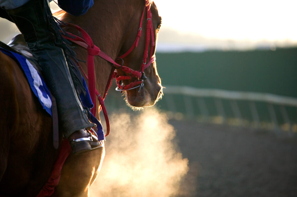 Racehorse breathing heavily, representing airway surgery in equine athletes. 
