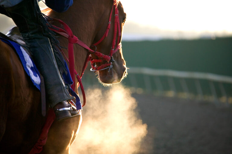 Race Horse Galloping-color