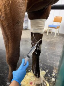 regional limb perfusion