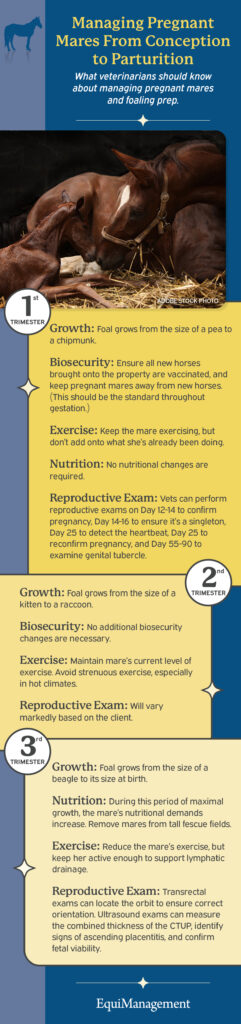 Managing pregnant mares infographic