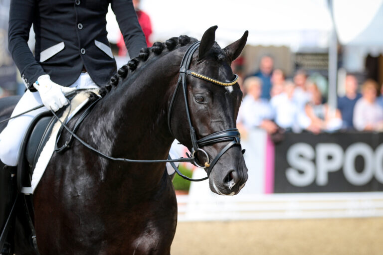 Horse stallion rider in step at a dressage event