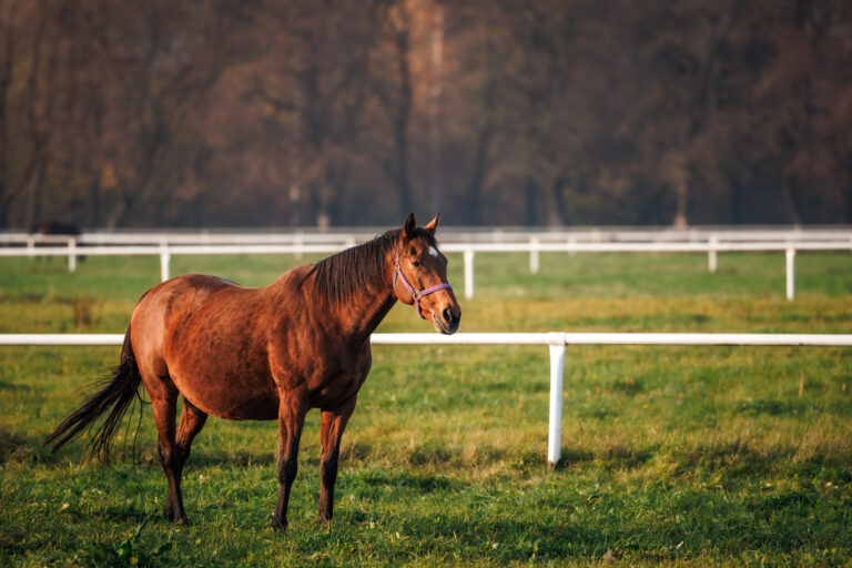 Thoroughbred horse on pasture