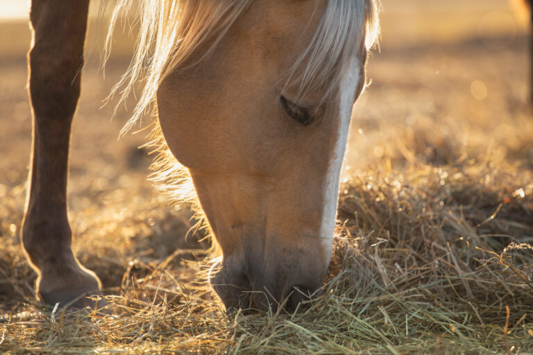 palomino horse eat hay, sun sat