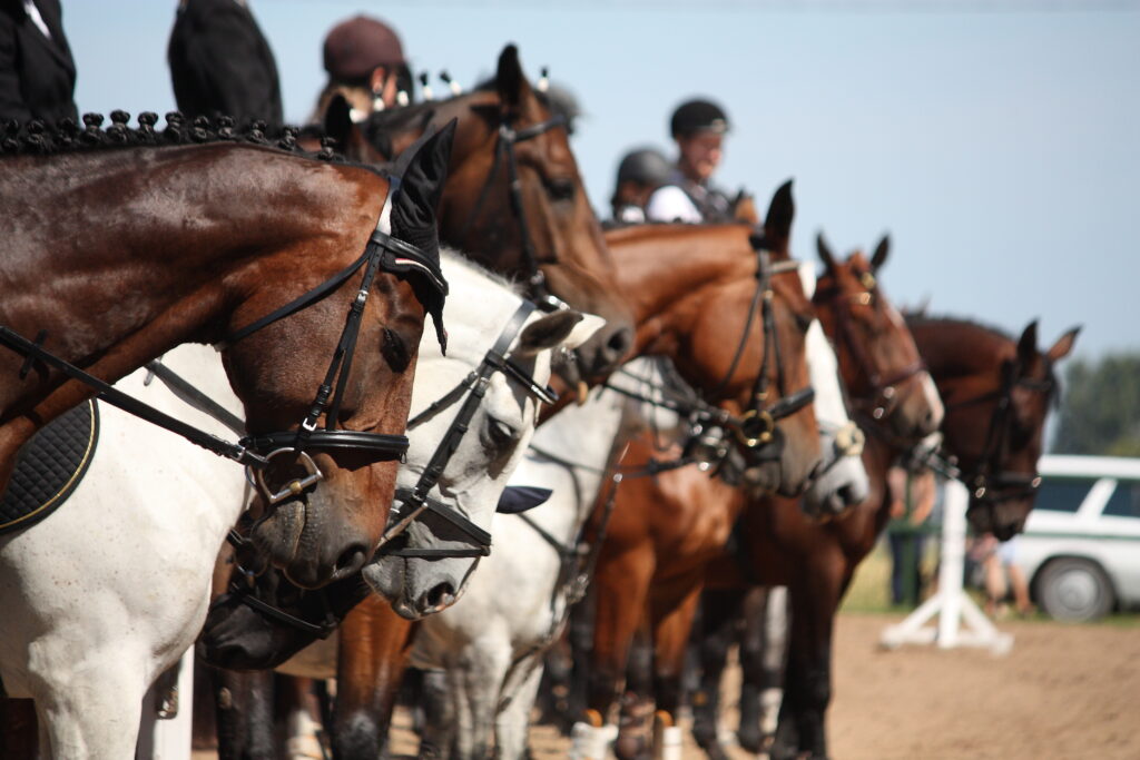 Horses at a horse show
