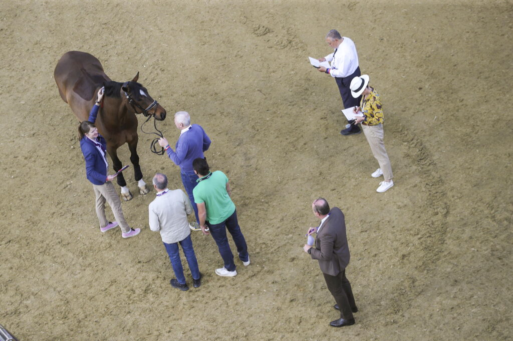 Committee of veterinarians evaluating a horse at an FEI competition.