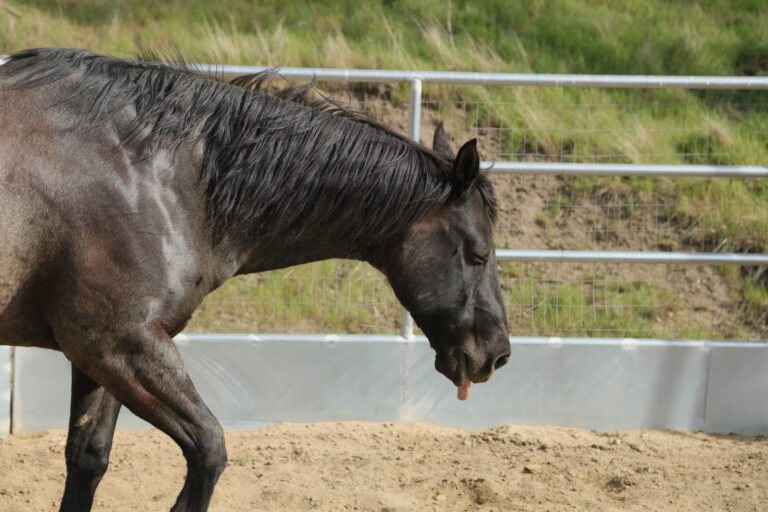 A horse is coughing and is sick
