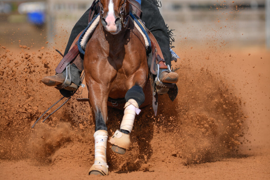 Western performance horse, susceptible to OA, which Biota orientalis could help treat.