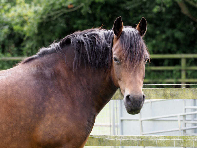 Bay Horse In Paddock