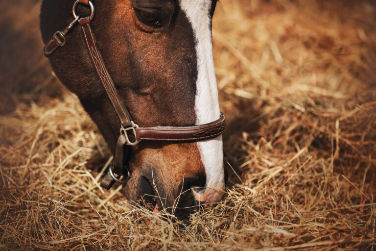 Portrait of a beautiful bay horse that eats dry harvested hay, illuminated by sunlight on a warm summer day. Feeding livestock on the farm