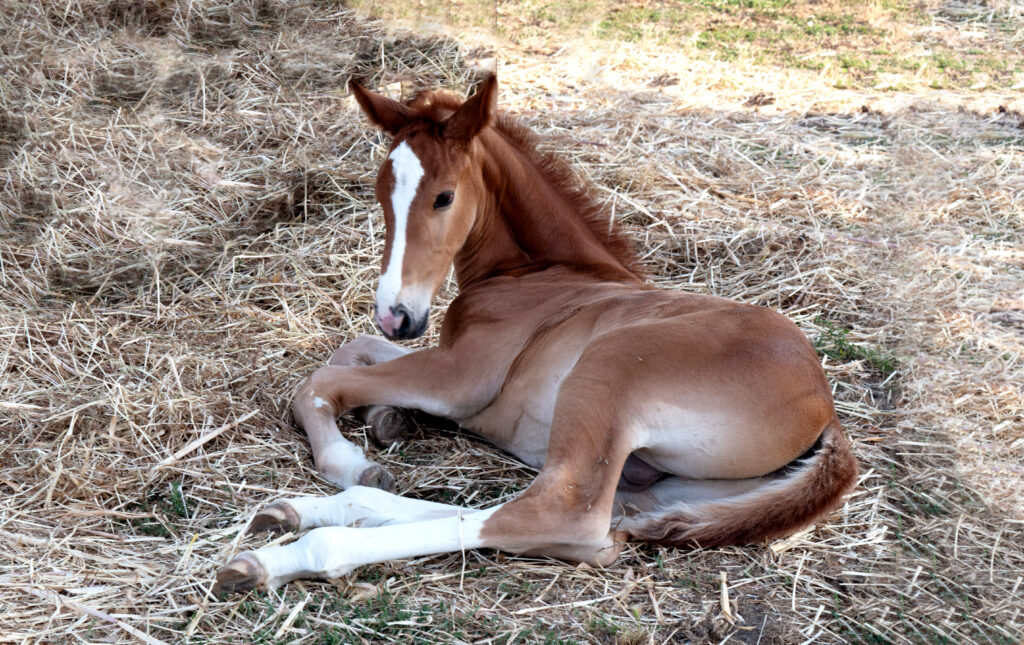 Foal laying down, showing clinical signs of pyloric outflow obstruction.