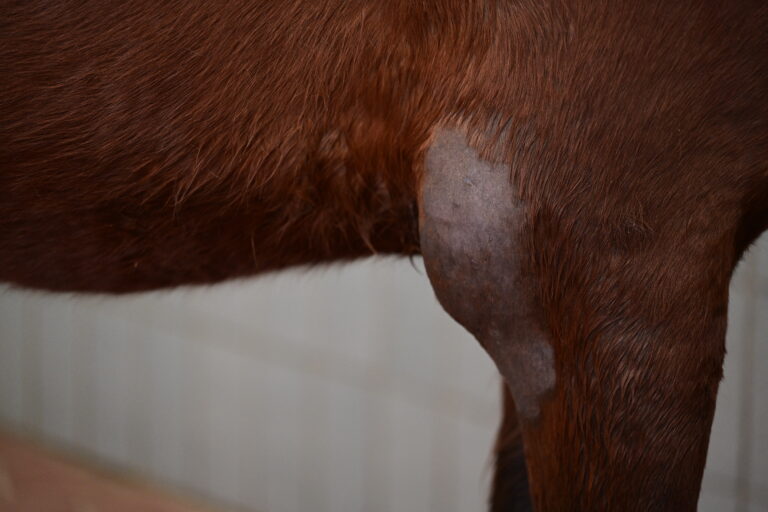 Geschwollenes Ellbogen Gelenk eines Pferdes, Bursitis