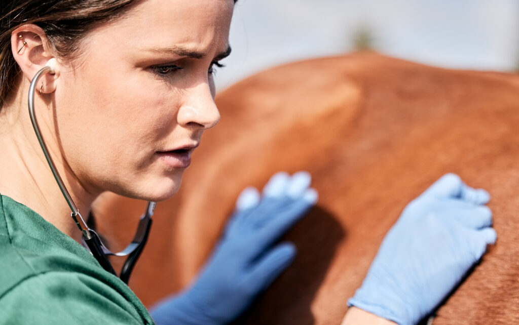 Equine veterinarian working on a horse.