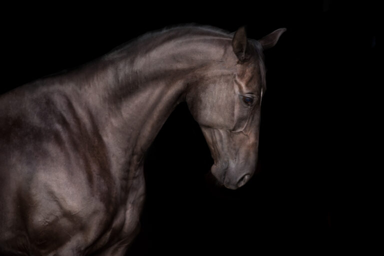 Black stallion isolated